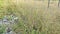 landscape field full of wild switchgrass bushes