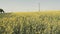 Landscape with field full of yellow canola