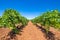 Landscape with field of green grapevines blue sky and brown earth