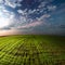 Landscape. Field of green grass. Clouds. Evening.