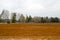 Landscape field, land for plowing with crops on the background of the forest