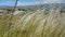 Landscape of a field of plants, swayed by the wind on the hills, in the background and the village in the distance.