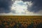 Landscape, field of sunflowers in the afternoon