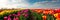 Landscape with a field of tulips, a bright landscape filled with rows of blooming colorful tulips. Generative AI