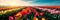 Landscape with a field of tulips, a bright landscape filled with rows of blooming colorful tulips. Generative AI