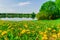 Landscape, field of yellow dandelion flowers on the lake shore, clouds in the blue sky