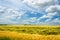 Landscape with a field of yellow oats