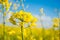 Landscape of a field of yellow rape or canola flowers  grown for the rapeseed oil crop. Field of yellow flowers with blue sky and