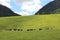 Landscape of fields and hills and some black cattle pasturing