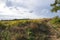 Landscape fields meadow near Auvers-sur-Oise village