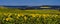 Landscape with fields of sunflowers, corn overlooking a green forest. Cherkasy region, Ukraine