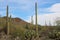 Landscape filled with ocotillo, creosote bushes, saguaro, prickly pear and cholla cacti on the Desert Discovery Nature Trail in AZ