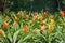 A Landscape Filled with Orange and Yellow Guzmania Bromeliads