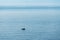 landscape with a fishing boat in the endless blue calm sea