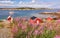 Landscape with fjord, rorbru and glade with blooming fireweed