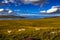 Landscape With Flock Of Sheep At The Coast Of Loch Eriboll Near Durness In Scotland