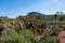 Landscape with flowering aloe plants, nature background