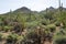 Landscape with flowering cactus Saguaro National Park, Arizona,