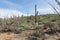 Landscape with flowering cactus Saguaro National Park, Arizona,