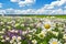 Landscape with flowering flowers on meadow