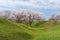 Landscape with flowering orchard