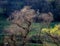 Landscape with flowering tree on the hills of Transylvania