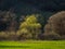 Landscape with flowering tree on the hills of Transylvania