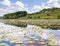 Landscape with flowers white water lily a lake in summer.