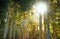 Landscape of a forest with beams of light shining through trees. Below of lots of tall pin tree trunks in the woods at