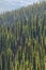 Landscape with forest in Bristish Columbia. Mount Revelstoke. Ca