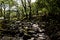 Landscape through a Forest Canopy with Damp Rocks