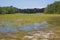 Landscape: Forest and Coastal Plain Pond