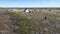 Landscape of the forest-tundra and the sandy river bank, photo from quadrocopter, bird`s eye view. Arctic Circle,  Yamal,