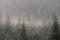 Landscape forested mountain slope in low lying cloud with the evergreen conifers, shrouded in mist.Tatra National Park.