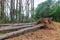 Landscape of forests being cut down fresh tree roots being chopped down as part of a new subdivision development