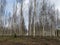 Landscape with fragments of birch trunks on a blurred background