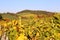 Landscape of France, the Burgundy region: autumn vineyard