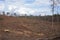 Landscape of freshly harvested pine forest