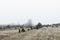 Landscape of frosted field and woods in winter