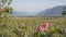 Landscape of fruit plantations in Trentino Alto Adige, Italy. Spring time. Green landscape