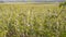 Landscape of fruit plantations in Trentino Alto Adige, Italy. Spring time. Green landscape