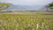 Landscape of fruit plantations in Trentino Alto Adige, Italy. Spring time. Green landscape