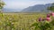 Landscape of fruit plantations in Trentino Alto Adige, Italy. Spring time. Green landscape