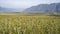 Landscape of fruit plantations in Trentino Alto Adige, Italy. Spring time. Green landscape