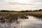 Landscape full of reeds in a mediterranean lake