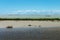 Landscape of the Galabert lake in the Camargue in Provence France