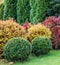 Landscape garden design with green lawn, colorful ornamental shrubs and shaped boxwoods in autumn