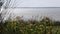 Landscape garden with Panicum panicgrass growing by river bank in sunny day