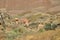 Landscape in Georgia: desert, steppe, hills and rocks on border with Azerbaijan