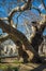 Landscape with giant tree near medieval bridge over river Arahthos in Arta, Greece